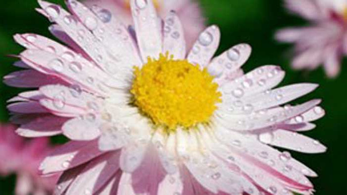 Цветен хороскоп по дати на раждане – Маргаритки (11 –  21 юни)